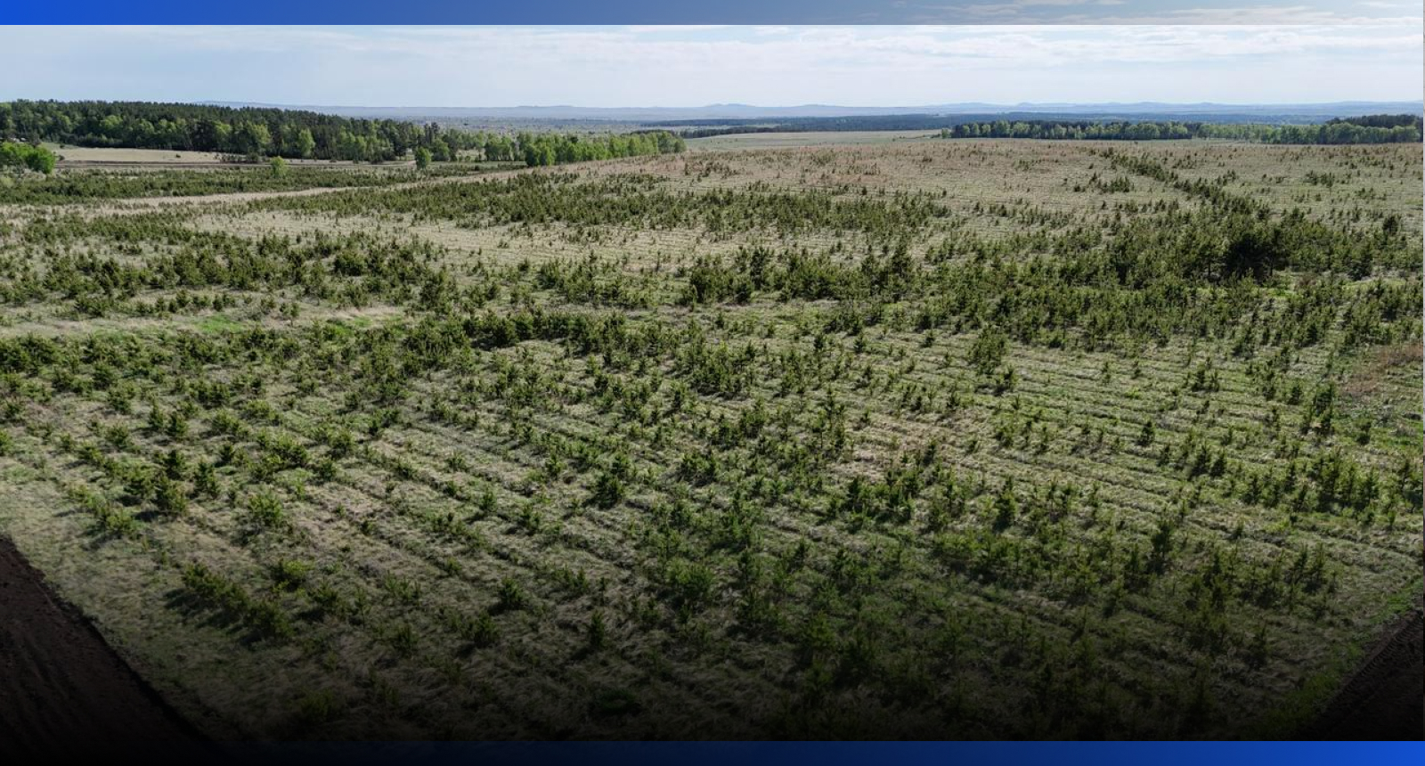 Image for 20 млн деревьев высадят в Акмолинской области в 2026 году
